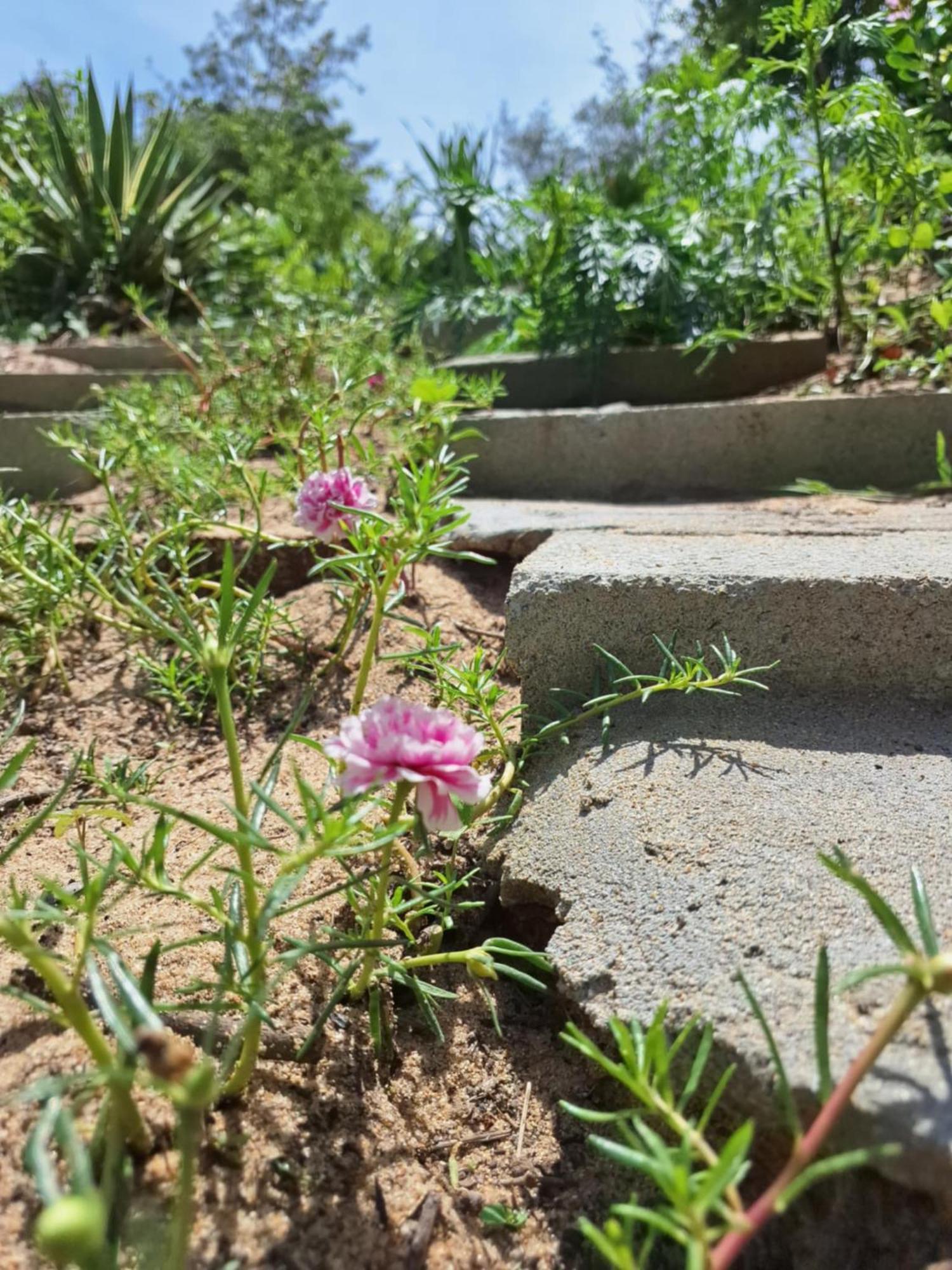 Homestay Dat Phu Tuy Hoa Eksteriør billede