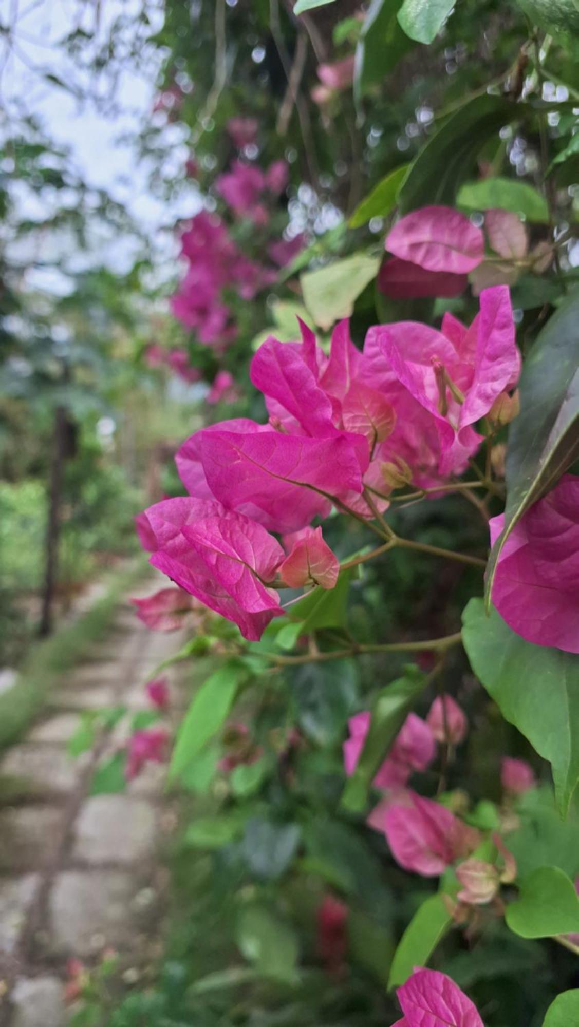 Homestay Dat Phu Tuy Hoa Eksteriør billede